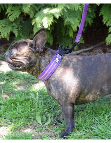Laisse et collier Truelove violet taille S sur un bulldog français femelle