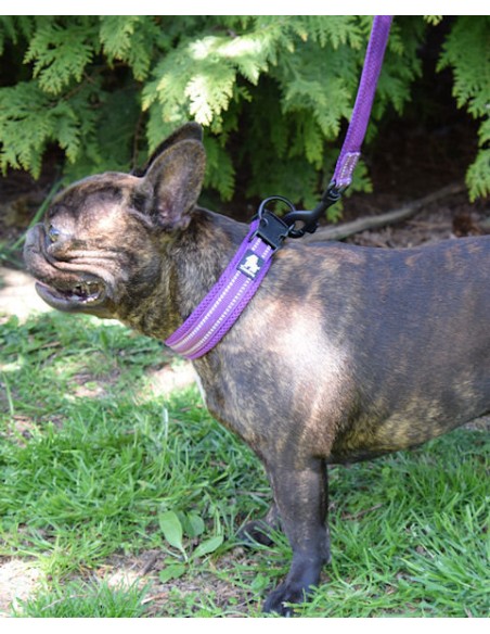 Laisse et collier Truelove violet taille S sur un bulldog français femelle
