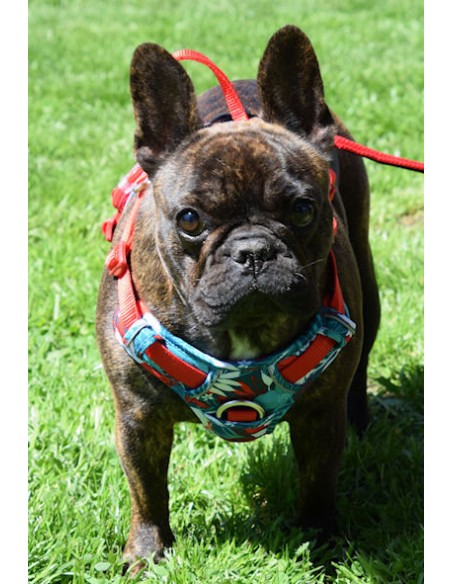 Bulldog français femelle avec un harnais Truelove camouflage bleu et rouge vue de face