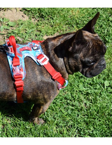 Bulldog français femelle avec un harnais Truelove camouflage bleu et rouge vue de côté droit