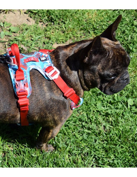 Bulldog français femelle avec un harnais Truelove camouflage bleu et rouge vue de côté droit
