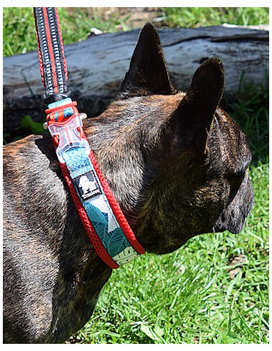 Bulldog français avec un collier Truelove special édition camouflage bleu et rouge et une laisse rouge