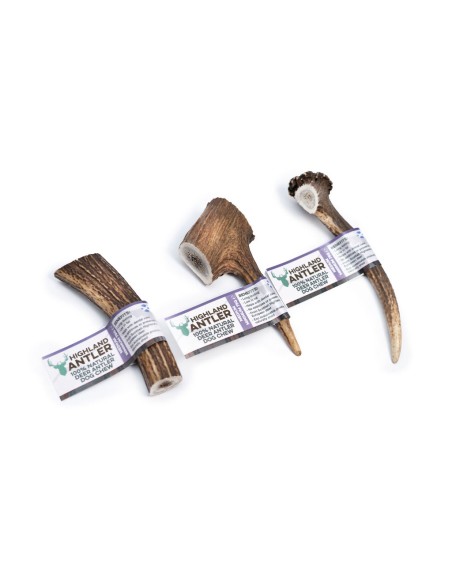 Bois de cerf entier de taille moyenne