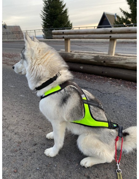 Nouveau design harnais Axaeco X-shirt sur un husky vue du côté gauche