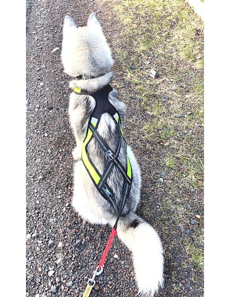 Nouveau design harnais Axaeco X-shirt sur un husky vue de dos