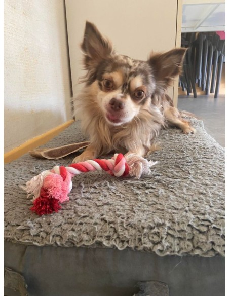 Chihuahua avec sa corde rouge à nœud Chihuahua avec sa corde rouge à nœud