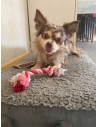 Corde avec nœud pour chien