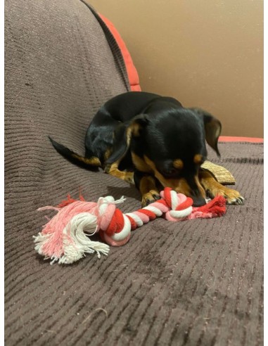 Teckel avec sa corde rouge à nœud