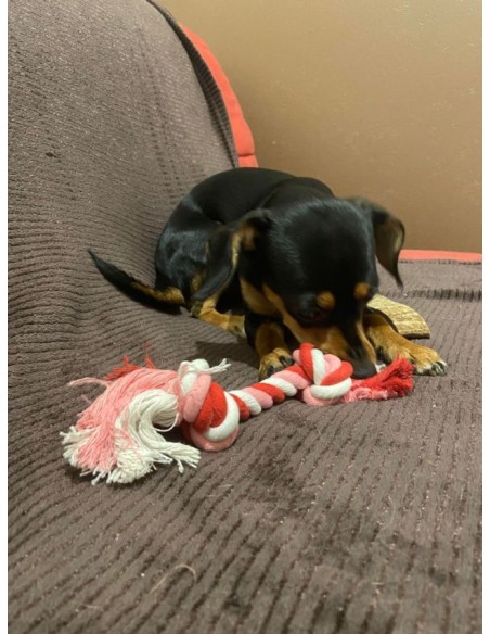 Teckel avec sa corde rouge à nœud Teckel avec sa corde rouge à nœud