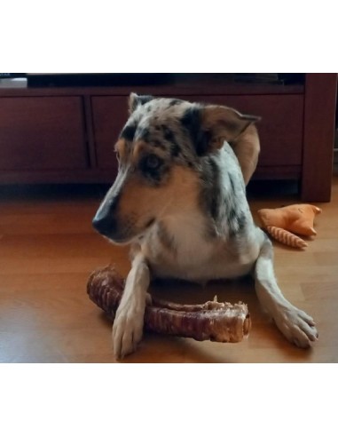Berger d'auvergne avec sa trachée de bœuf séchée