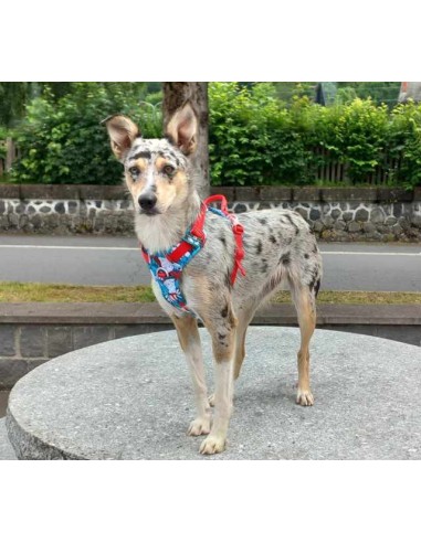 Snow avec son harnais Truelove country plus spécial Edition