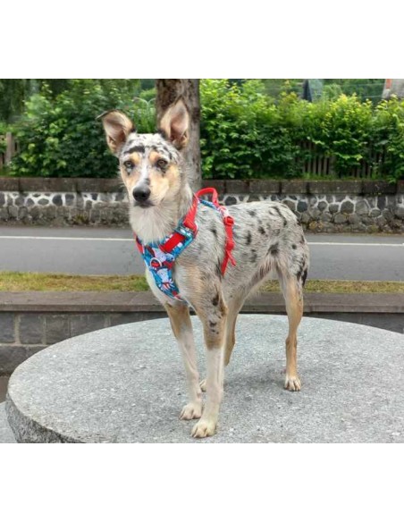 Snow avec son harnais Truelove country plus spécial Edition