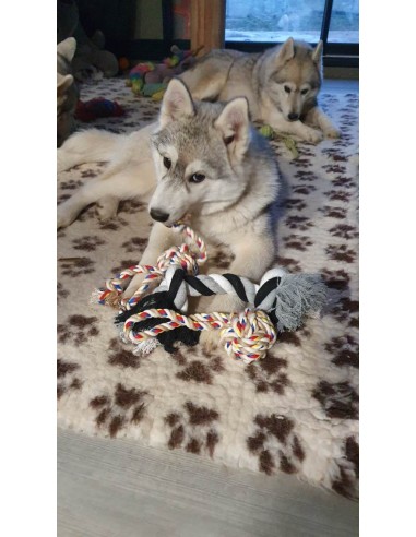 Sibérian husky avec ses cordes