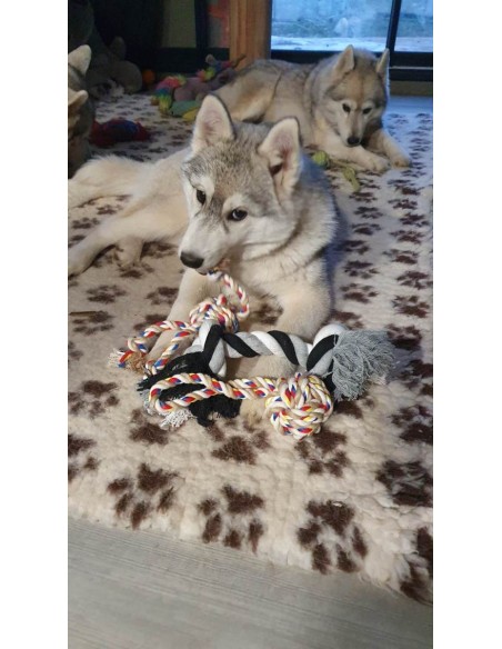 Sibérian husky avec ses cordes Sibérian husky avec ses cordes