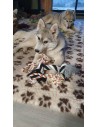 Corde avec nœud pour chien