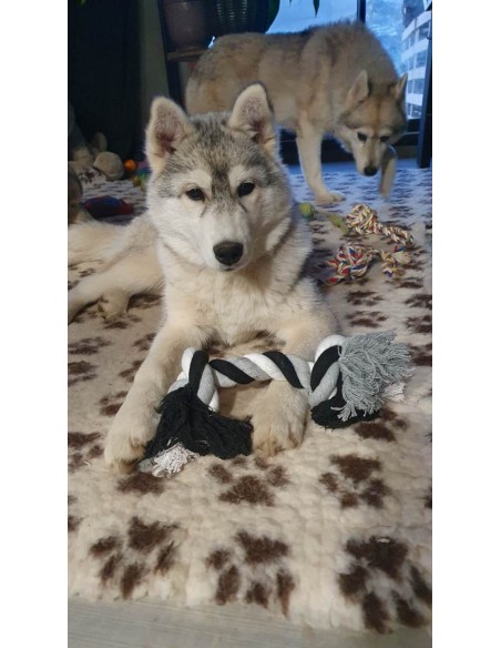 Sibérian husky avec sa corde Sibérian husky avec sa corde