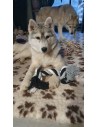 Corde avec nœud pour chien