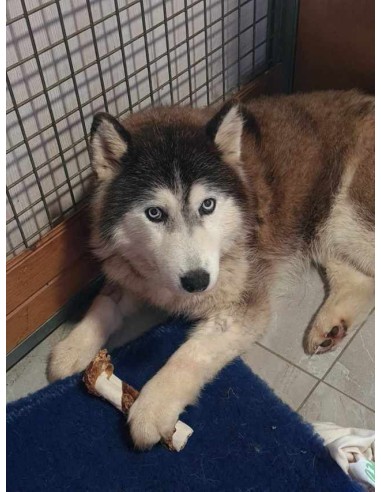 Sibérian husky avec un os à mâcher en bâtonnet avec pharynx de boeuf
