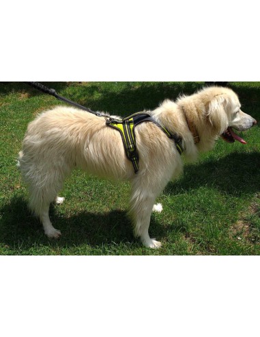 Golden retriever avec un harnais 4 season power Axaeco vue du côté droit