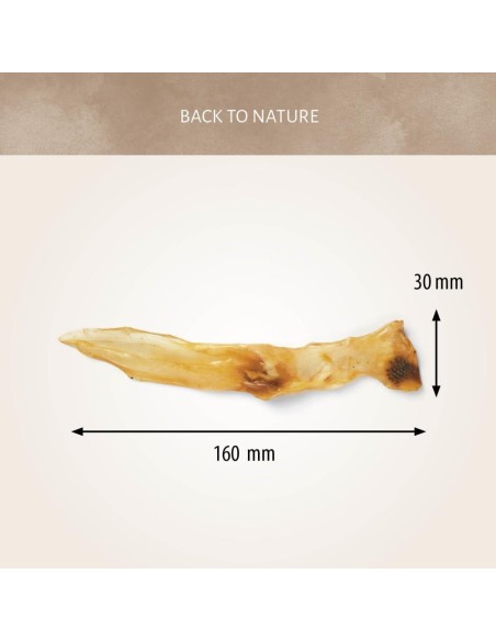 Oreilles de lapin 100 gr Antos dimensions