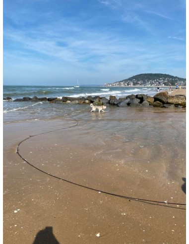 LongeLiberty Kaliboutik pour Chien