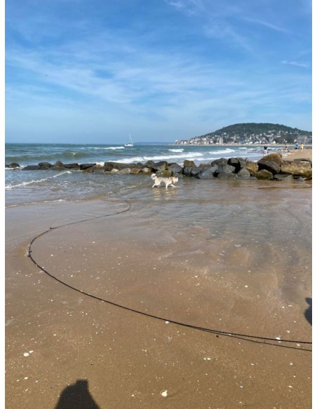 LongeLiberty Kaliboutik pour Chien