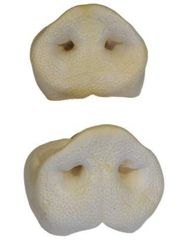 vues des groins de cochon naturel séché