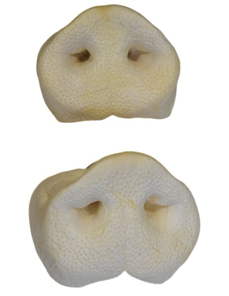 vues des groins de cochon naturel séché