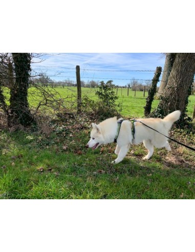 Husky en promenade avec un harnais 4 season power Axaeco