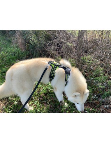 Husky avec un harnais 4 season power Axaeco vue du côté droit