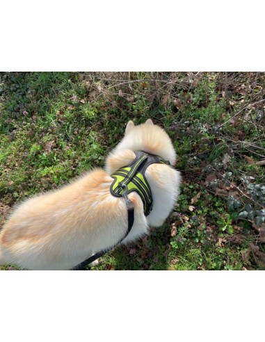 Husky avec un harnais 4 season power Axaeco vue de haut