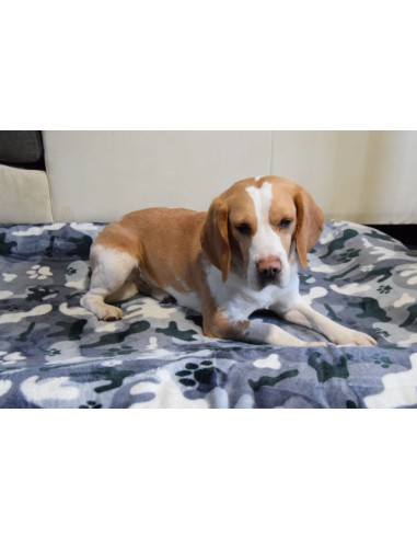 Beagle couchée sur une ouvertures polaires pour chiens camouflage dépliée