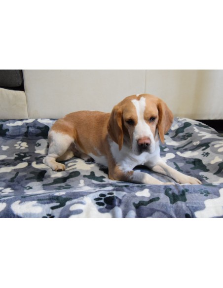 Beagle couchée sur une ouvertures polaires pour chiens camouflage dépliée