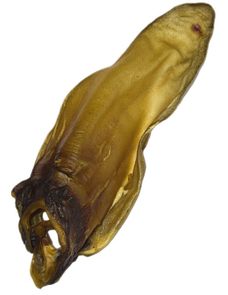 Oreille de bœuf avec conque vue de dos