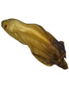 Oreille de bœuf avec conque