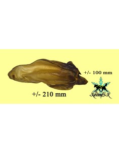 Oreille de bœuf avec conque vue de face 2