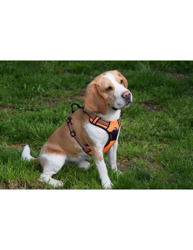 Harnais Truelove Country plus orange taille M vue du côté droit sur un beagle