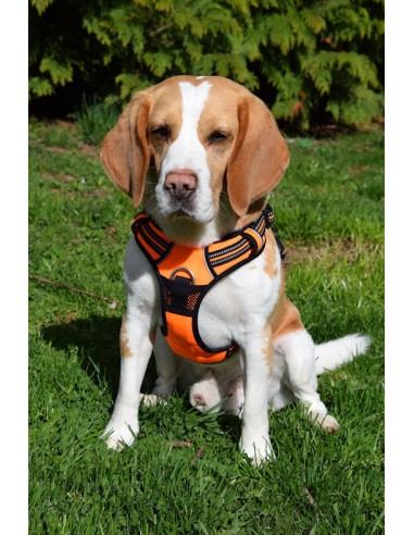 Harnais Truelove Country plus orange taille M vue de face sur un beagle