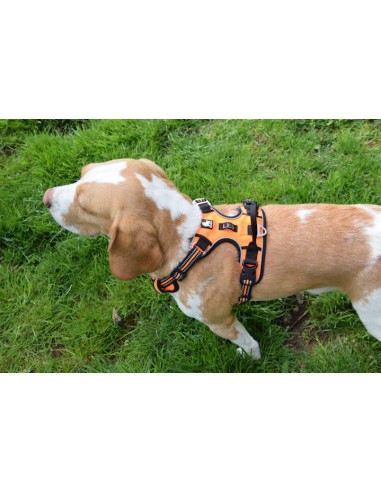 Harnais Truelove Country plus orange taille M vue de dessus sur un beagle