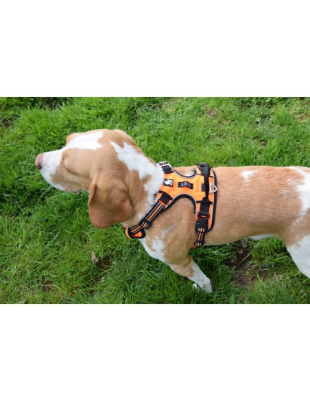 Harnais Truelove Country plus orange taille M vue de dessus sur un beagle
