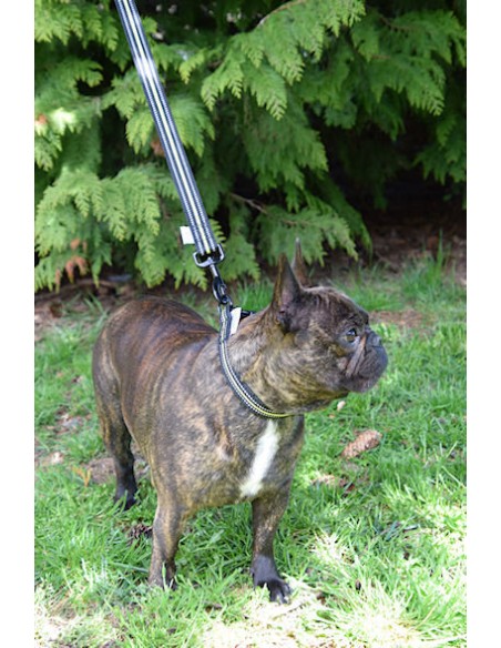 collier 4 Season taille M sur un bulldog français