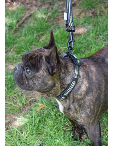 collier 4 Season taille M et sa laisse assortie sur un bulldog français